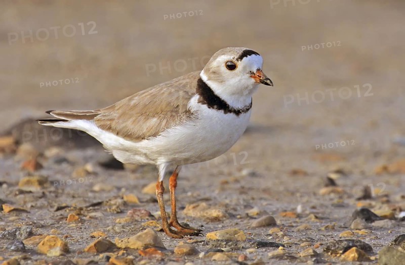 Piping Plover (Charadrius melodus), Saskatchewan, Canada