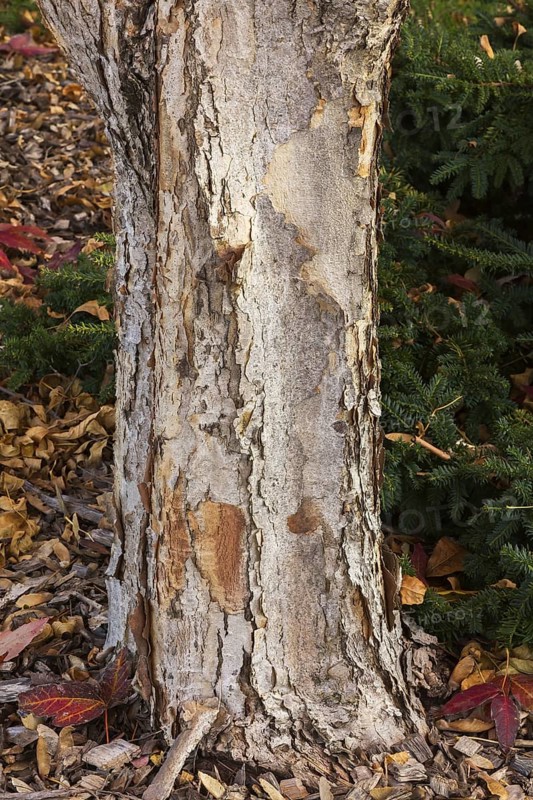 Close-up of Acer triflorum - Threeflower Maple tree trunk with bark detail in autumn, Quebec, Canada