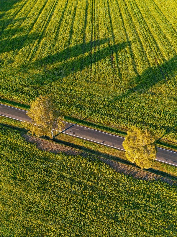 Aerial view, drone photo: Two birch trees with autumn leaves on an empty country road between sunflower fields between Rabenstein and Wiesenburg, Fläming, Brandenburg, Germany