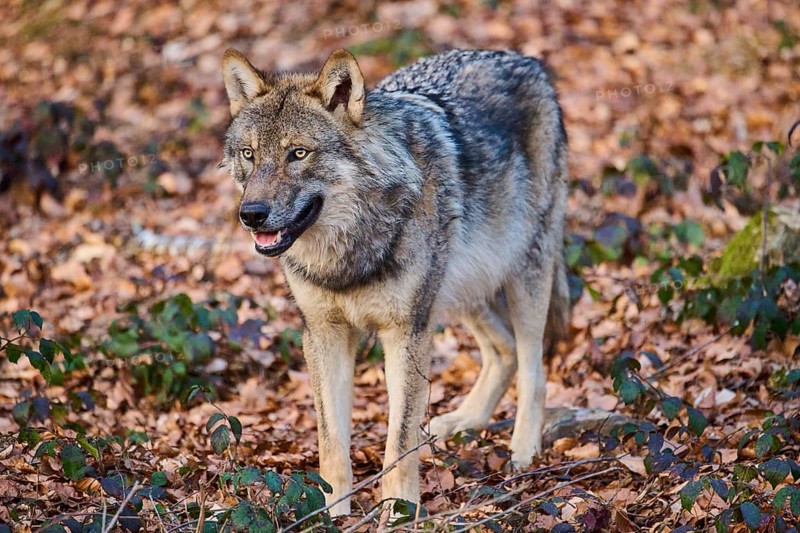Close-up of a Eurasian wolf (Canis lupus lupus) in a forest in spring, Bavarian Forest National Park, Germany
