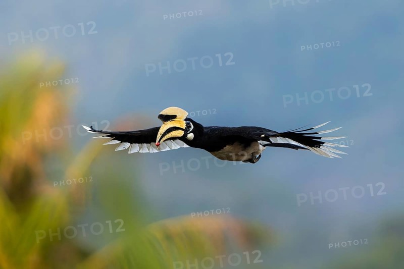 Oriental Pied Hornbill (Anthracoceros albirostris) male flying, Krabi, Thailand