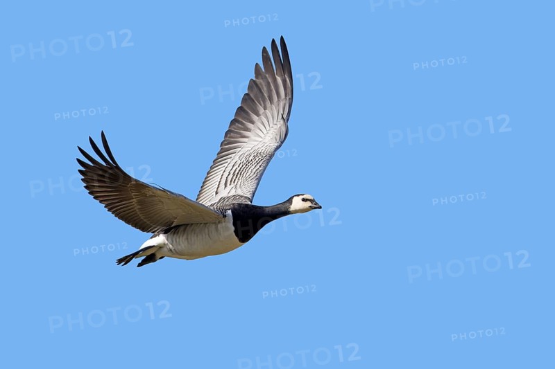 Barnacle goose (Branta leucopsis) in flight against blue sky