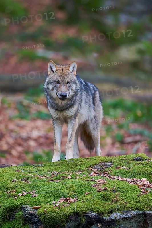 European gray wolf (Canis lupus) Bavaria, Germany