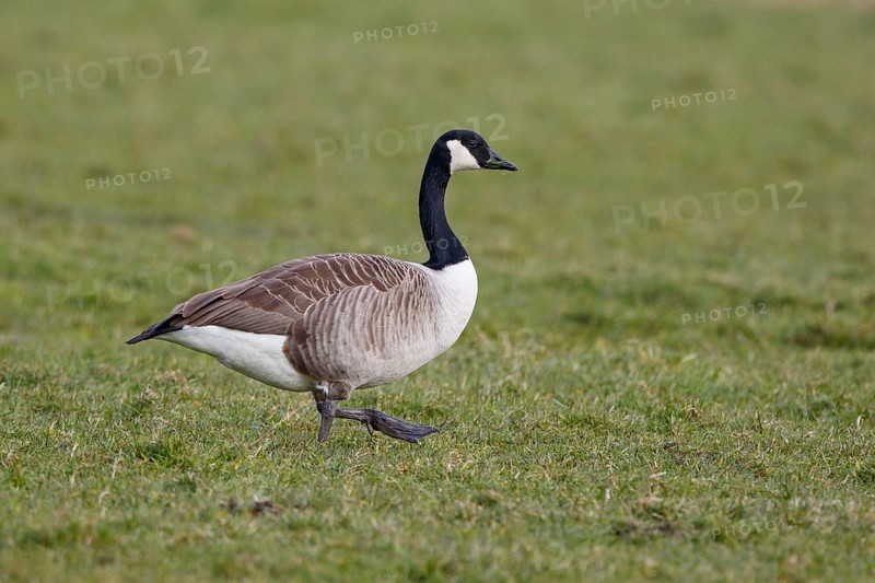 Canada Goose (Branta canadensis), Netherlands