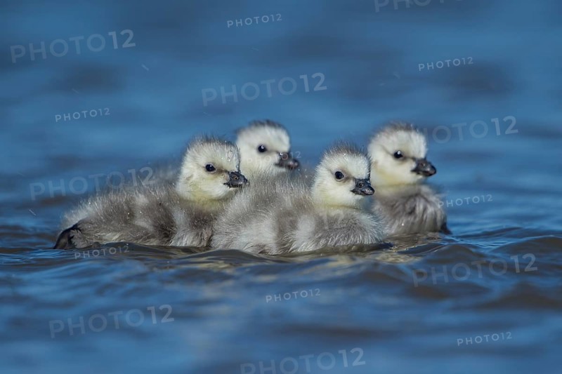 Barnacle Goose (Branta leucopsis) chicks, Schleswig-Holstein, Germany