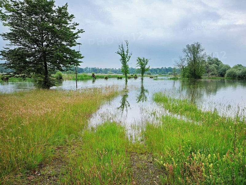 Trees standing in the flooded river Lorze, floodplain landscape, Reussspitz nature reserve, Maschwanden, Canton Zurich, Switzerland