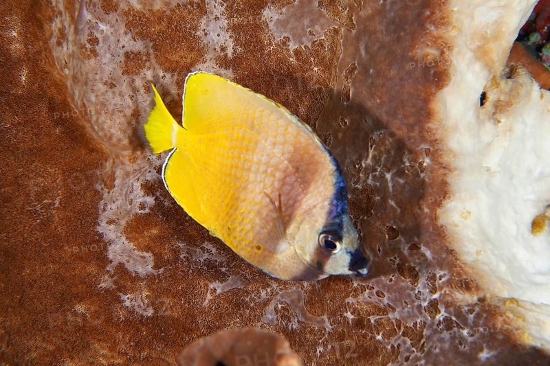 A bright yellow Sunburst Butterflyfish (Chaetodon kleinii) lying on corals, captured in a macro shot, dive site Toyapakeh, Nusa Ceningan, Nusa Penida, Bali, Indonesia
