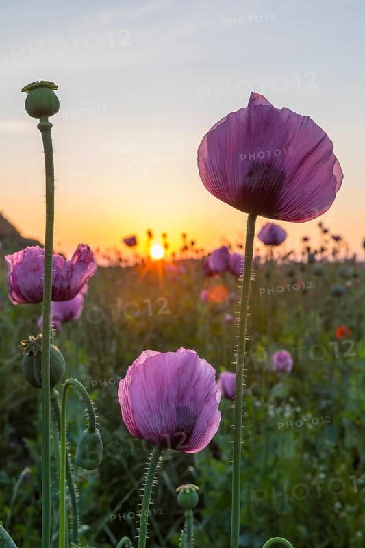 Blue poppy (Papaver somniferum) in a field near Callenberg at sunrise, Saxony, Germany