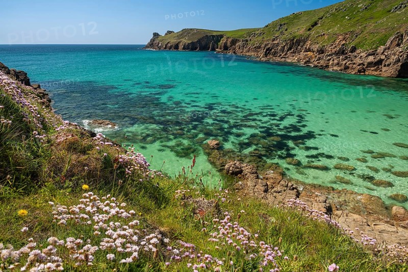 Coastal landscape. sandy beach beach and rocks in Nanjizal Bay or Nanjizal Beach. Beach carnations (Armeria maritima) in bloom in the foreground. St Just, Penzance, Cornwall, England, Great Britain