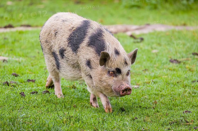 A Thuringian mini pig, Sus scrofa domesticus, stands in a meadow, searching for food