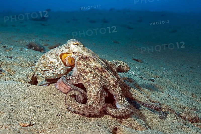 Adult large octopus (Octopus vulgaris) crawling over sandy seabed, East Atlantic, Fuerteventura, Canary Islands, Spain