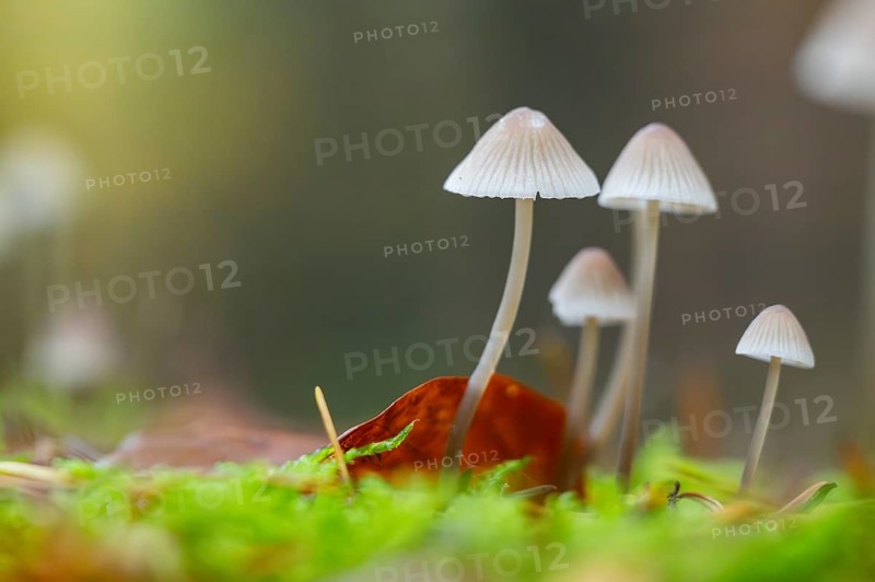 Milky mycena (Mycena galopus) mushroom in a forest in autumn, Bavaria, Germany