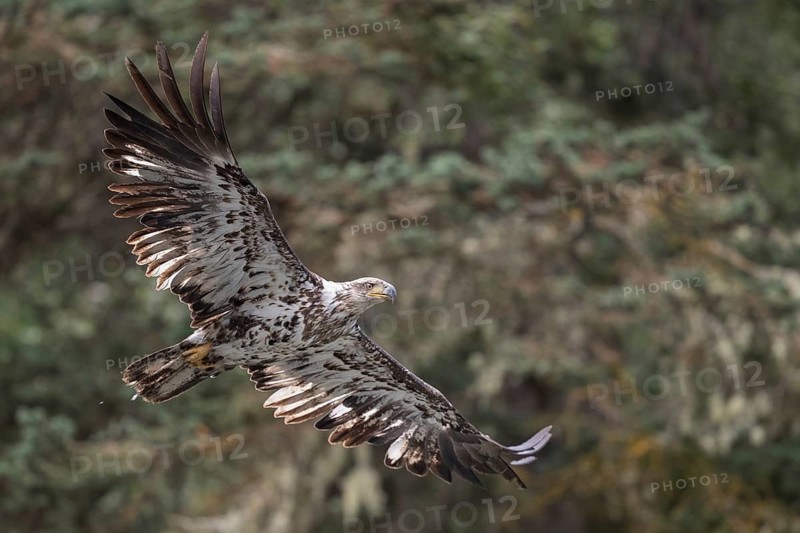 Bald Eagle (Haliaeetus leucocephalus) flying, British Columbia, Canada