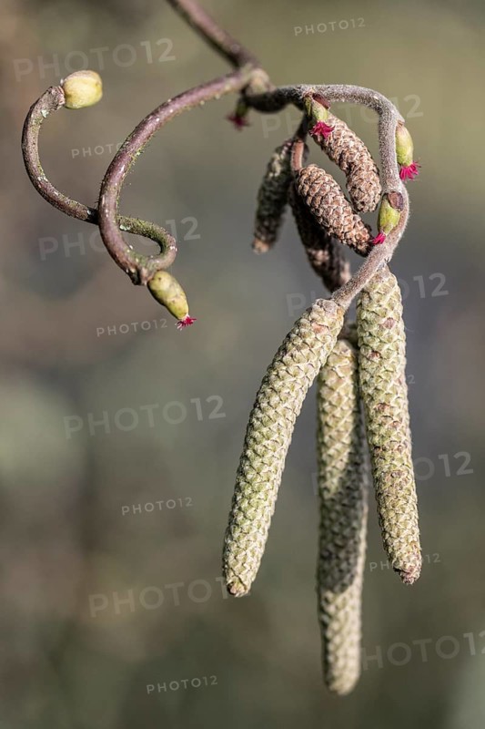 Hazelnut blossoms (Corylus avellana), Emsland, Lower Saxony, Germany