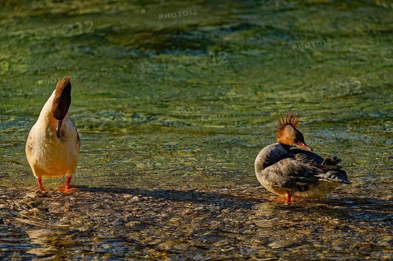 Two female common mergansers (Mergus merganser), in the Kieferbach, Kiefersfelden, Upper Bavaria, Bavaria, Germany