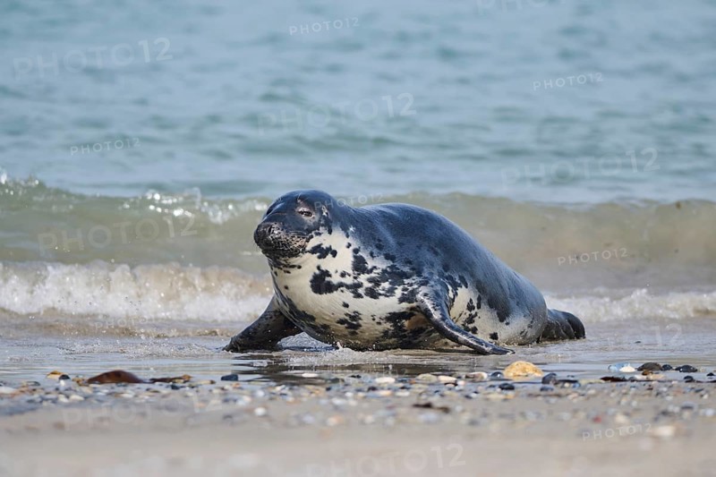 Grey seal (Halichoerus grypus) coming out of the water on the beach, Düne, Helgoland, Schleswig-Holstein, Germany