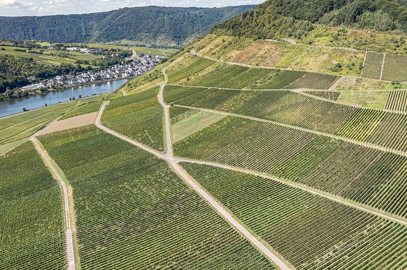 Aerial view of the vineyards of Ellenz-Poltersdorf at the Moselle river, Germany