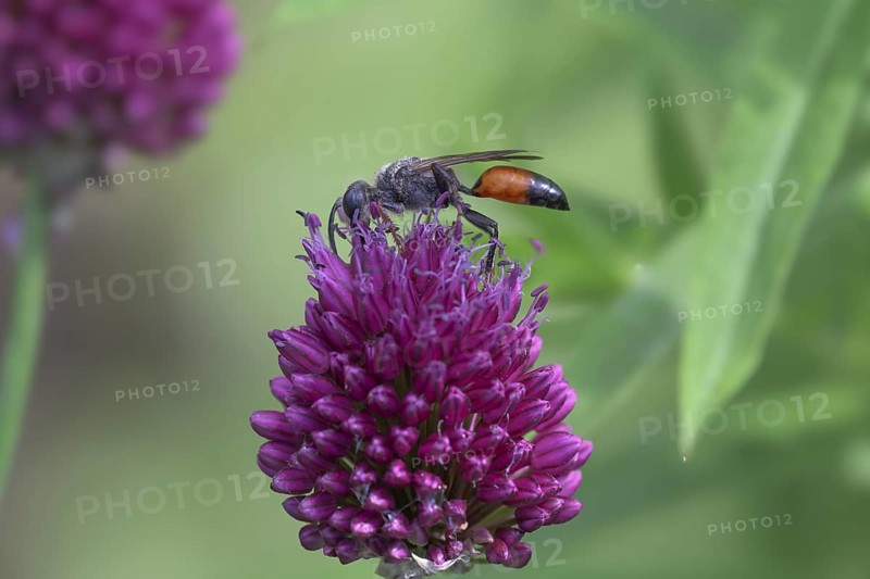 Round-headed leek (Allium sphaerocephalon) with grasshopper wasp (Sphex funerarius), Germany
