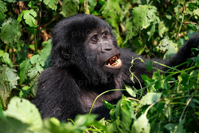 Mountain gorilla (Gorilla berengei berengei), Bwindi Impenetrable National Park, Uganda