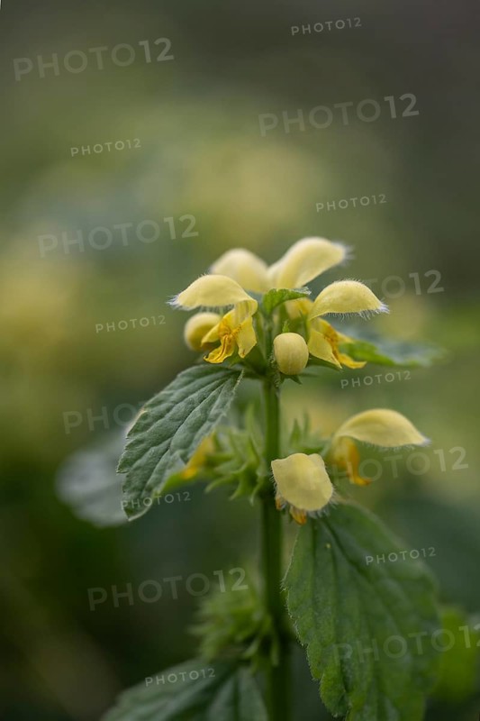 Golden Nettle (Lamium galeobdolon), Emsland, Lower Saxony, Germany