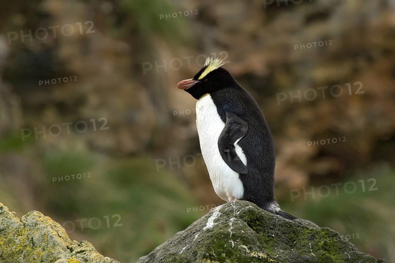 Erect-crested Penguin (Eudyptes sclateri), Antipodes Island, New Zealand