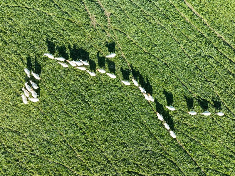 Sheep (Ovis aries). Aerial view. Drone shot. Cádiz province, Andalucía, Spain