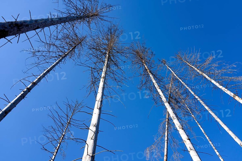 Dead Spruce (Picea abies) trees, Primeval forest Urwald Sababurg, Hofgeismar, Weser Uplands, Weserbergland, Hesse, Germany