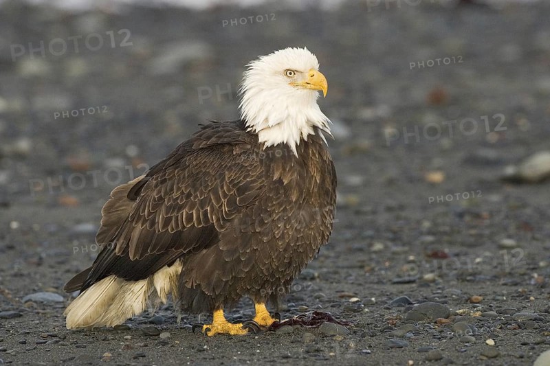 Bald Eagle (Haliaeetus leucocephalus), Alaska, USA