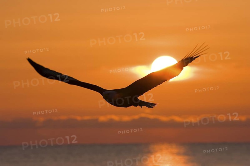 Bald Eagle Haliaeetus leucocephalus Homer, ALASKA, USA February Adult against sunset. Accipitridae