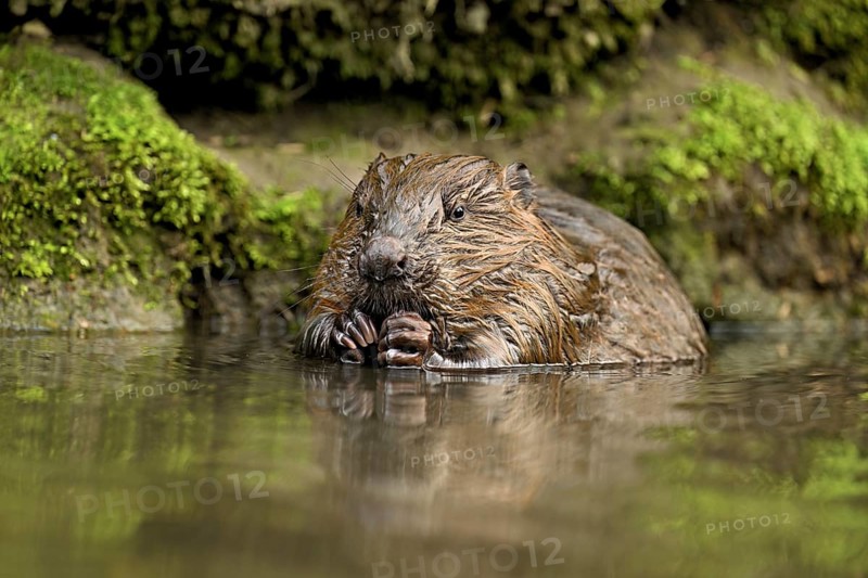 Eurasian beaver, European beaver (Castor fibre), sitting in the water, Switzerland