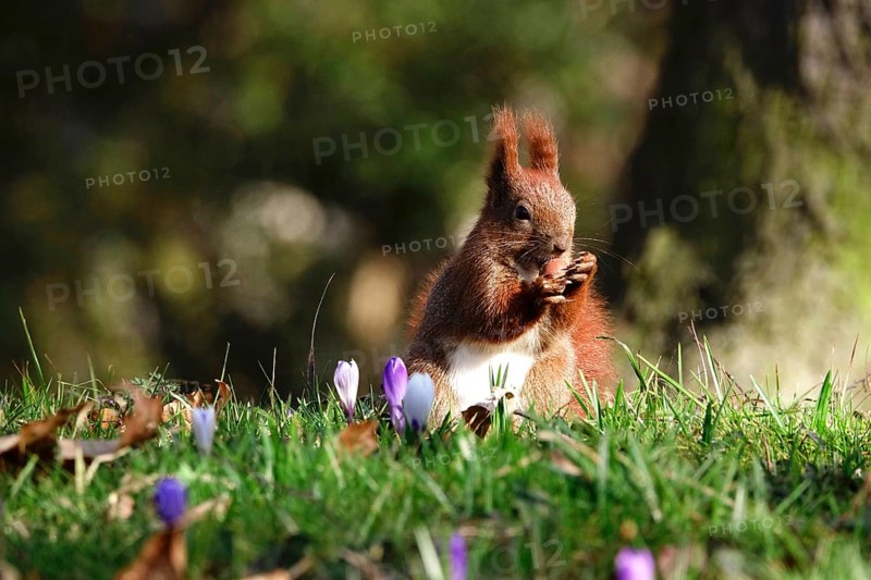 Squirrel with nut, crocuses, early March, Germany