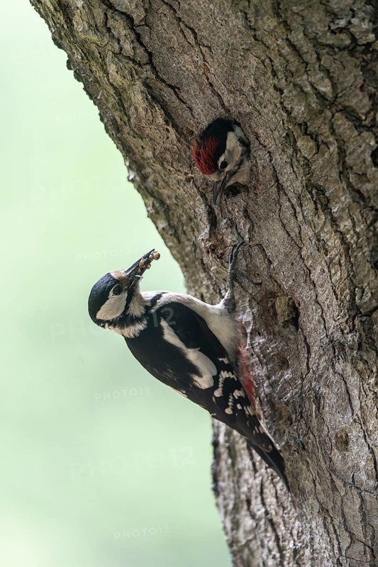 Great spotted woodpecker (Dendrocopos major) at the cave with young, Emsland, Lower Saxony, Germany