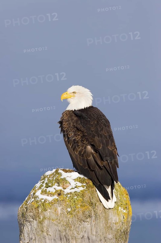 Bald Eagle Haliaeetus leucocephalus Homer, ALASKA, USA February Adult Accipitridae