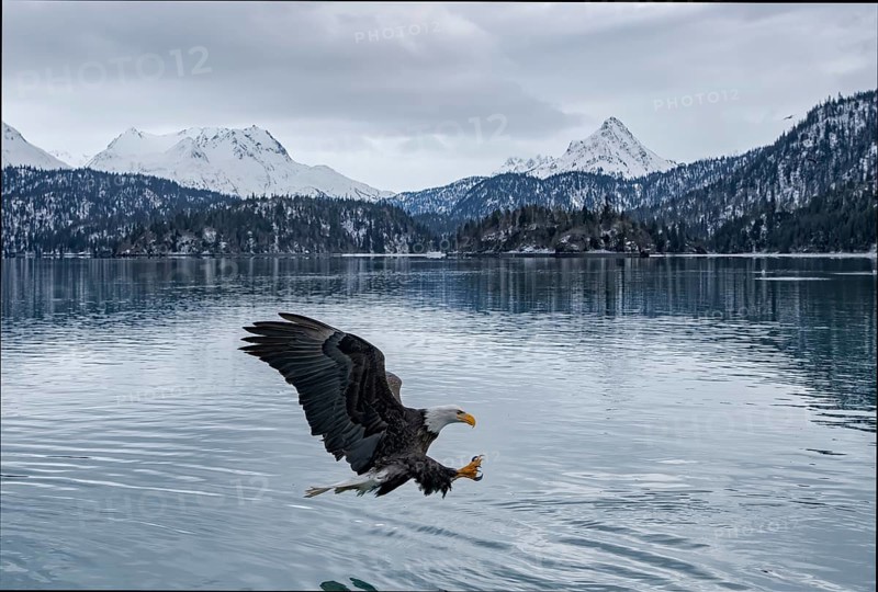 Bald Eagle (Haliaeetus leucocephalus) hunting, Alaska, USA