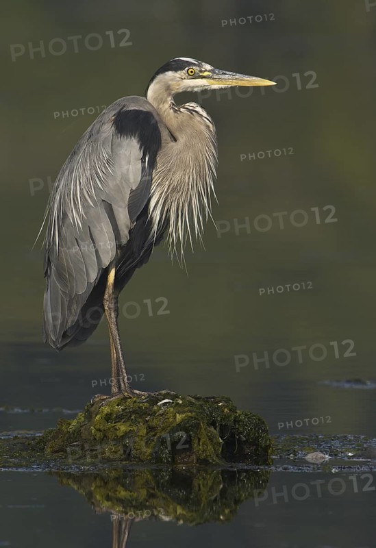 Great Blue Heron (Ardea herodias), Canada