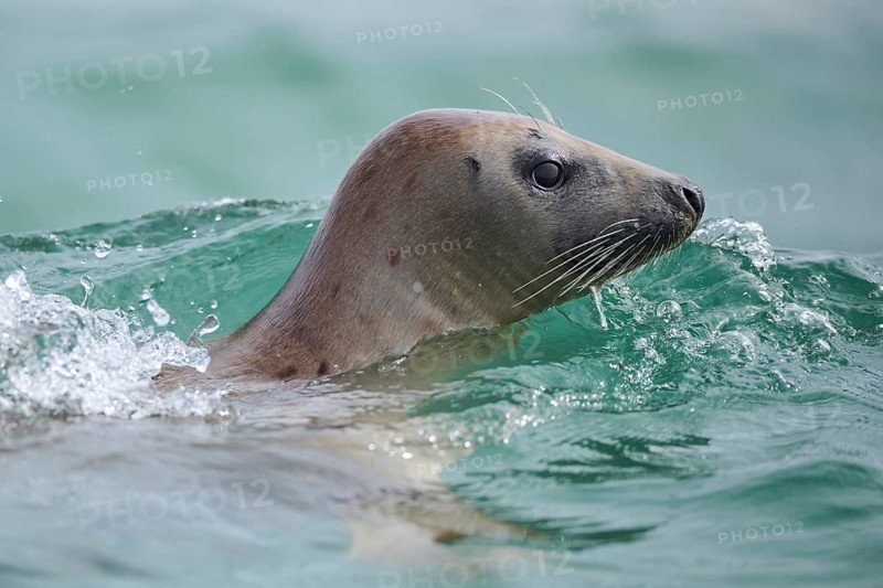 Grey seal (Halichoerus grypus) looking out of the water while swimming in the sea, Düne, Helgoland, Schleswig-Holstein, Germany