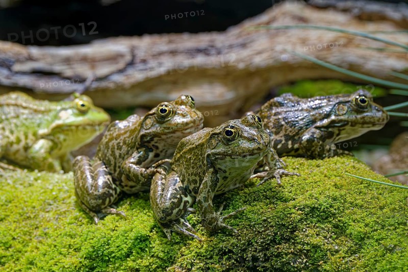 Sea frog (Pelophylax ridibundus), order of frogs in the family of true frogs, captive, occurring in and near water bodies