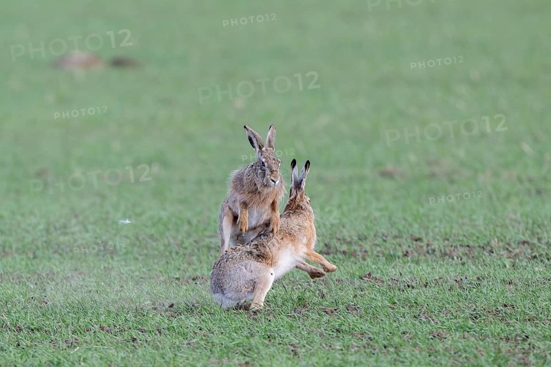 European hare (Lepus europaeus) mating season, so-called gathering time, hares fighting with each other, Lower Austria, Austria