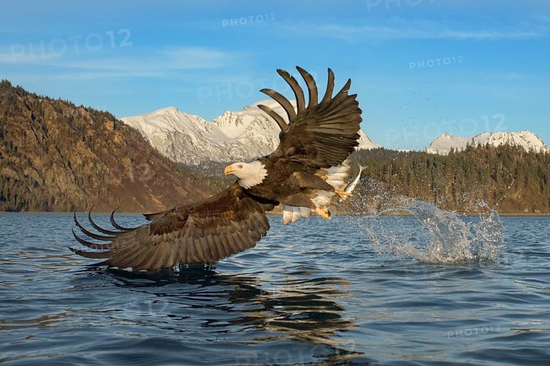 Bald Eagle (Haliaeetus leucocephalus) hunting, Alaska, USA
