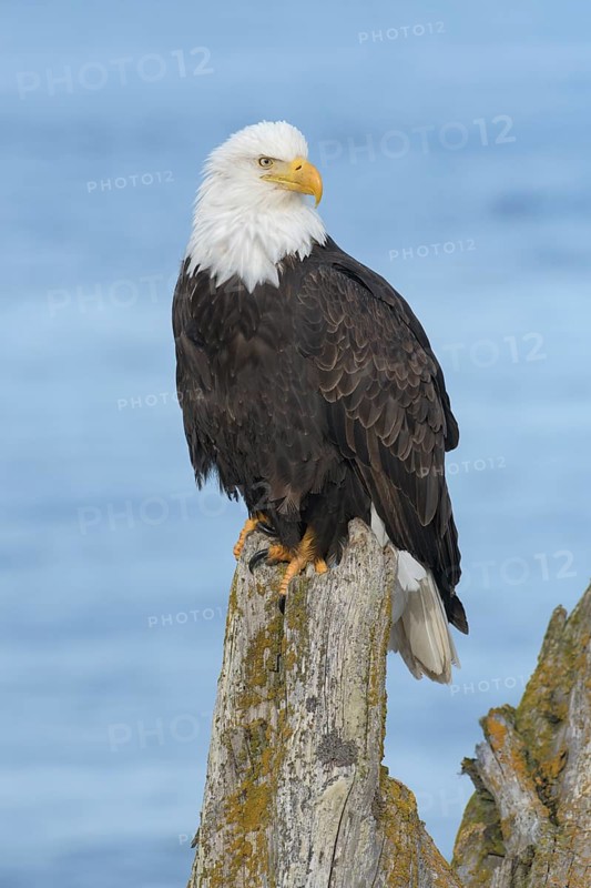 Bald Eagle (Haliaeetus leucocephalus), Alaska, USA