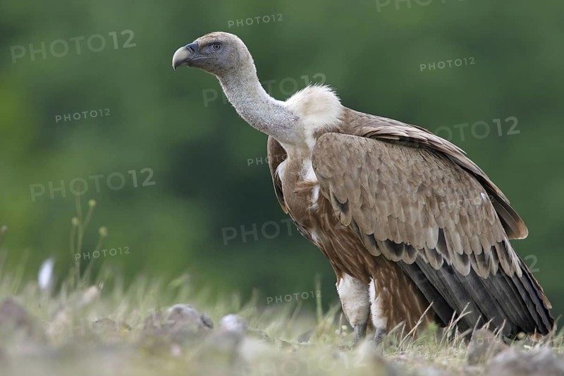 Griffon Vulture (Gyps fulvus), Rhodopen, Bulgaria