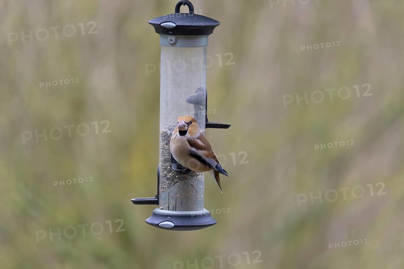 Hawfinch (Coccothraustes coccothraustes) at a feeder, Germany