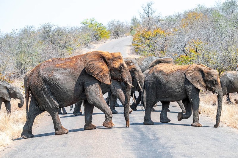 African elephant (Loxodonta africana), group crossing a road, Kruger National Park, South Africa