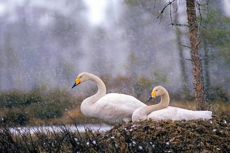 Whooper swan. Cygnus cygnus. Whooper swans on the nest in early summer during a snowfall. Kuusamo area. Finland