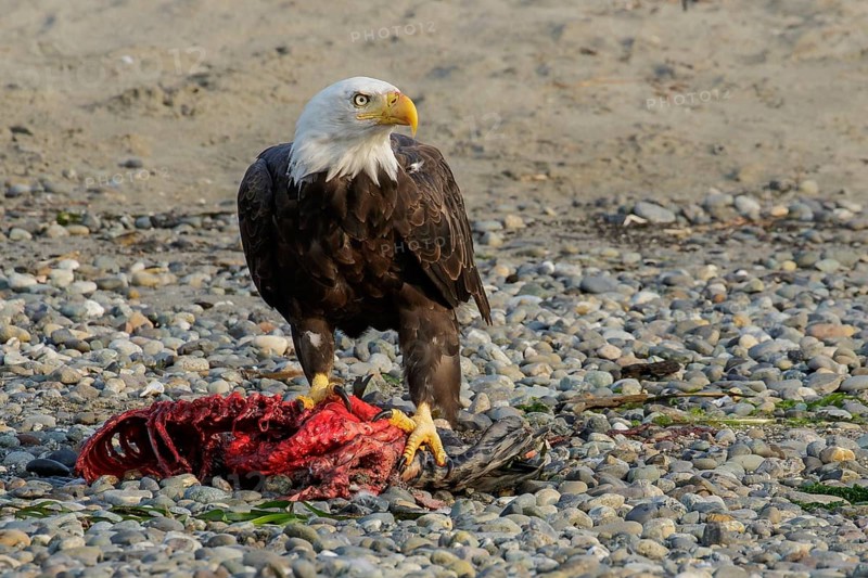 Bald Eagle (Haliaeetus leucocephalus) eating a seal pup on a beach in British Columbia, Canada