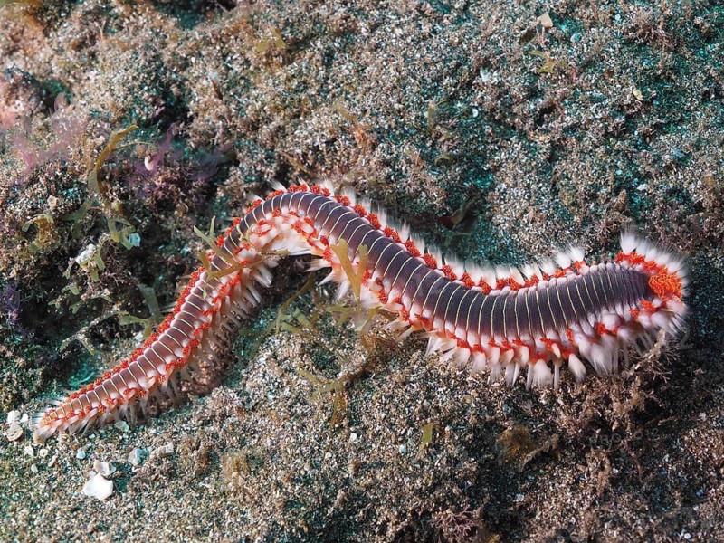 Bearded fireworm (Hermodice carunculata)