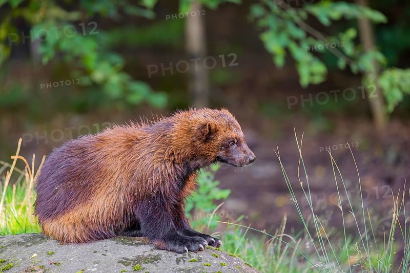 A wolverine (Gulo gulo) sits on a rock at a forest edge
