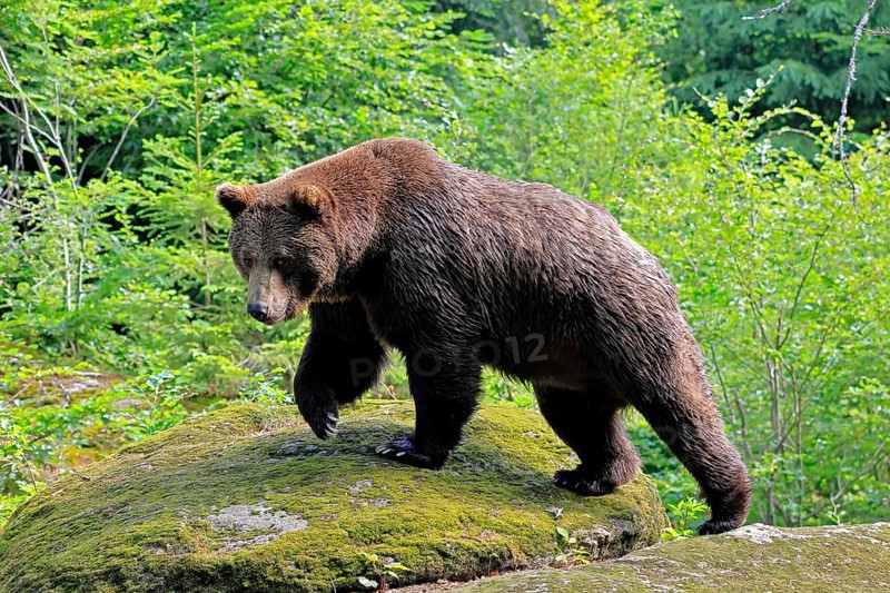 Eurasian brown bear (Ursus arctos arctos), adult, female, running, foraging, alert, in summer, Bavarian Forest National Park, Germany