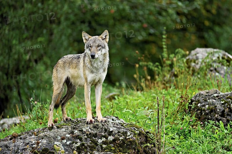 European gray wolf (Canis lupus lupus), old animal standing on rock, captive, Switzerland