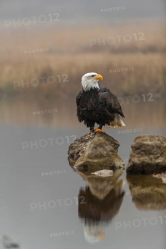 One Bald Eagle, Haliaeetus leucocephalus, standing on a rock in the shallow water ashore a small pond on a foggy cold autumn day. The bird is reflected in the water, mirror image